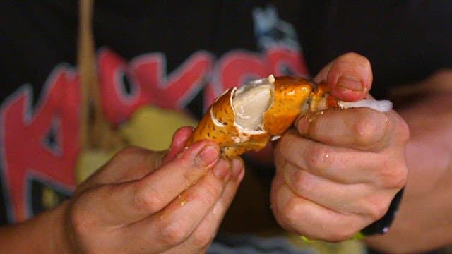 Hands cracking open a coconut crab