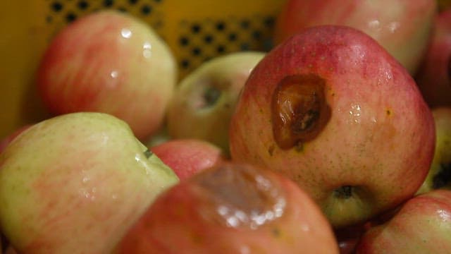Close-up of rotten apples with bruises in a basket