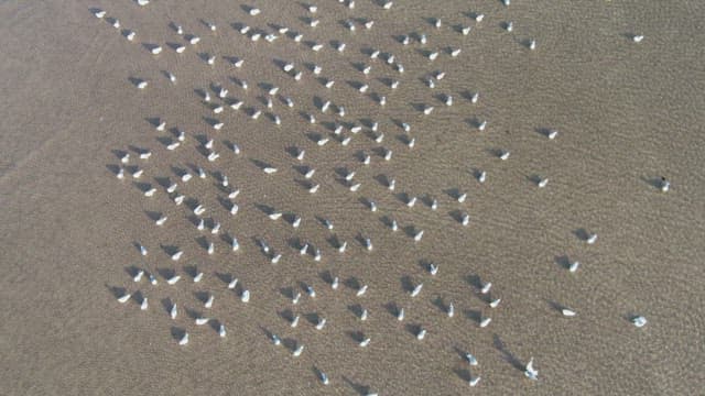 Seagulls gathered on a sandy beach