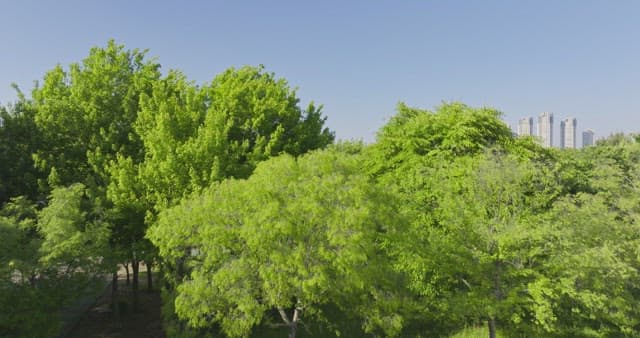 Lush green park with city skyline
