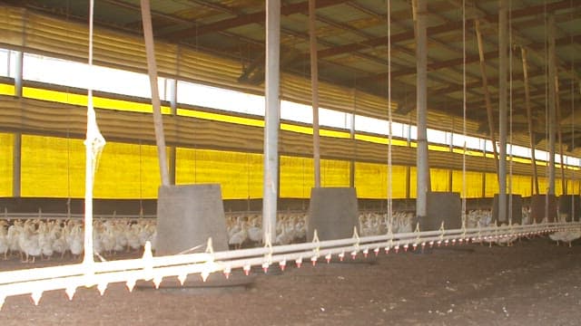Ducks in a large industrial barn during the day
