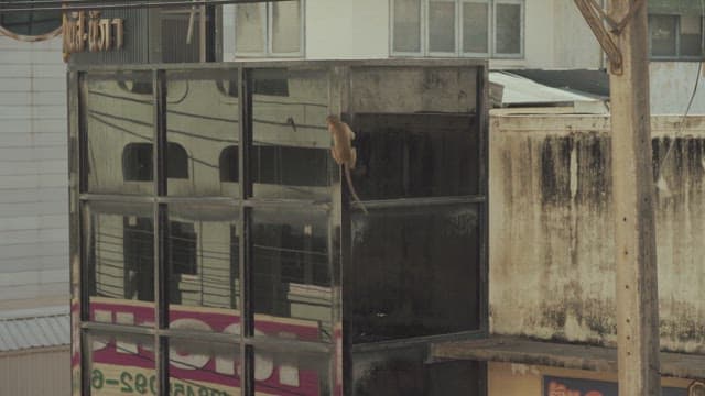 Monkey Climbing on the Steel Structure of a Building