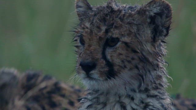 Cheetahs in a Rain-Soaked Grassland