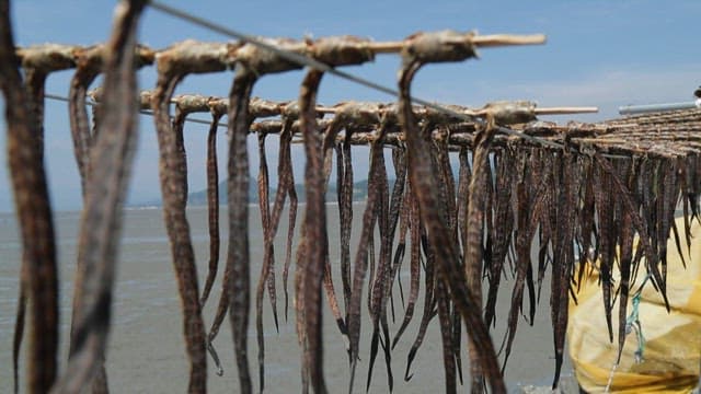 Green eel goby drying on a drying rack near the beach