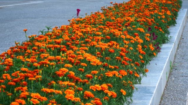 Row of vibrant orange flowers along a path