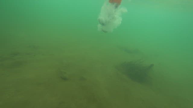 Fish swimming near the bottom of a river