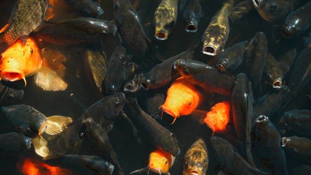 Colorful koi fish swimming in a water