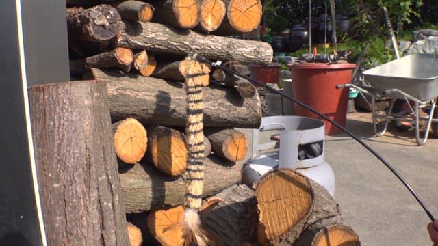 Shaking toy in front of a pile of logs in a corner of the yard