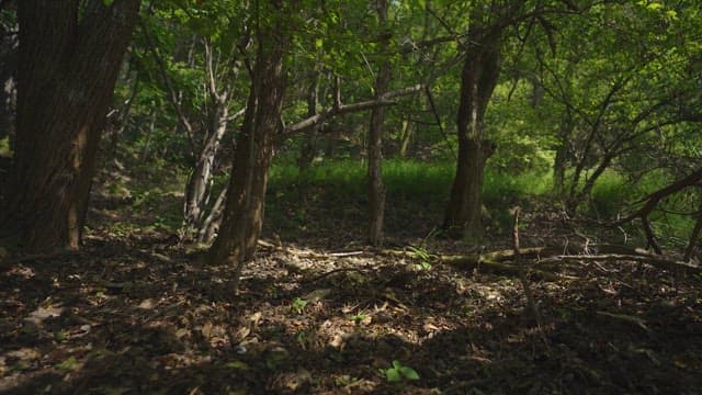 Scenery of a Forest Path Filled with Trees