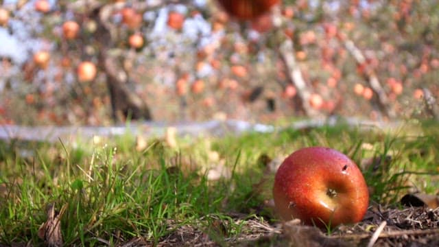 Apples on the grass in an orchard