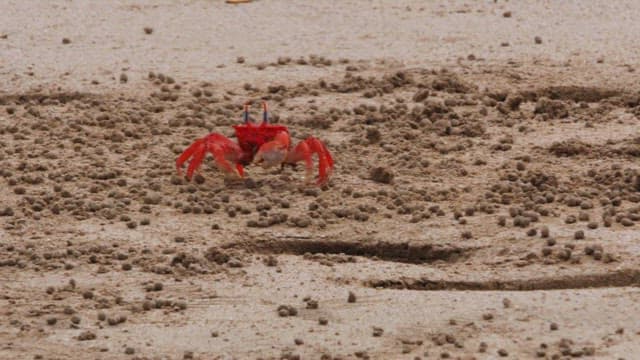 Solitary Crab Makes Its Way Across Sandy Expanse