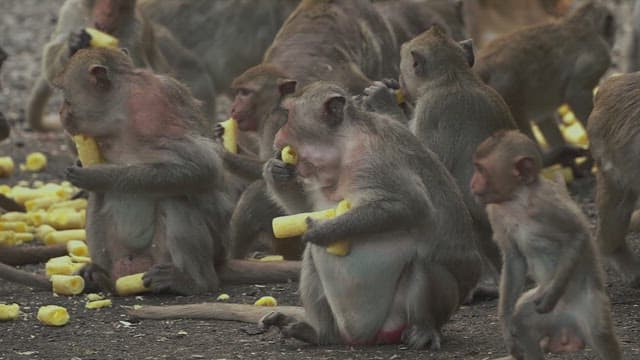 Monkeys Sitting Together on the Ground and Eating