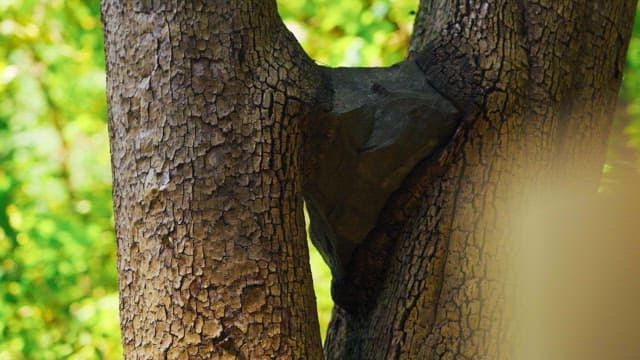 A tree in the forest with a rock wedged between its trunks
