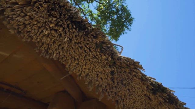 Thatched Roof Detail with Lush Trees Above