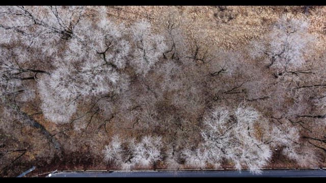 Snow-covered desolate forest full of leafless winter bare trees