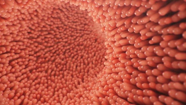 Close-up view of the small intestine villi moving rhythmically.