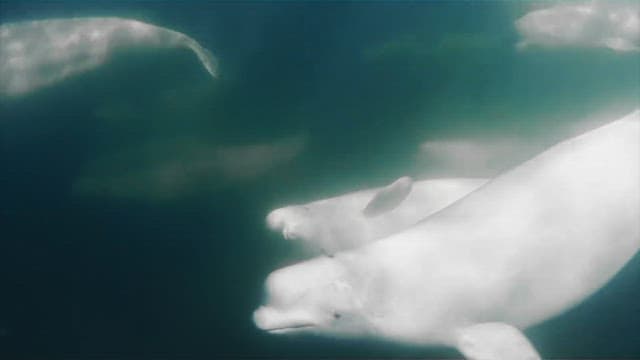 Beluga whales swimming gracefully underwater