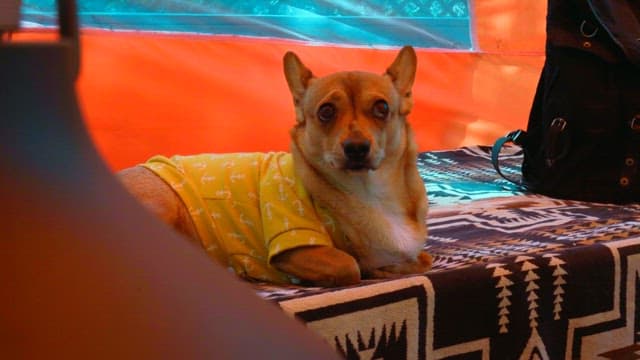 Person petting a puppy lying on a blanket