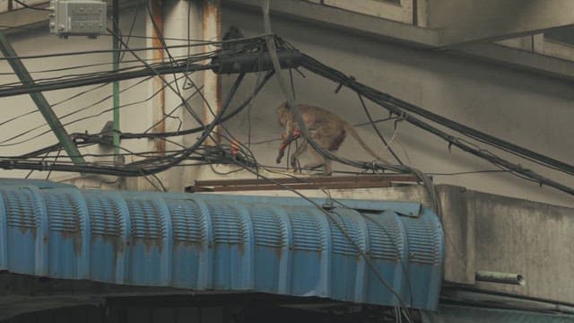 Monkey Moving Between the Wires of a Telephone Pole