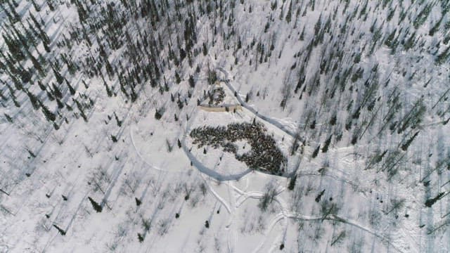Reindeer Herding in a Snowy Forest
