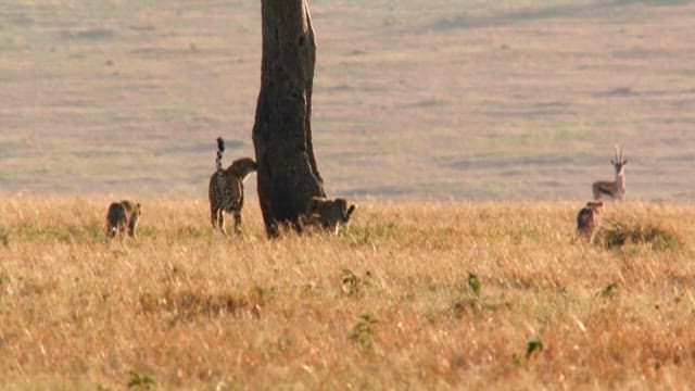 Wildlife in Savannah with Acacia Tree