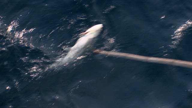 Fish being caught on a fishing rod