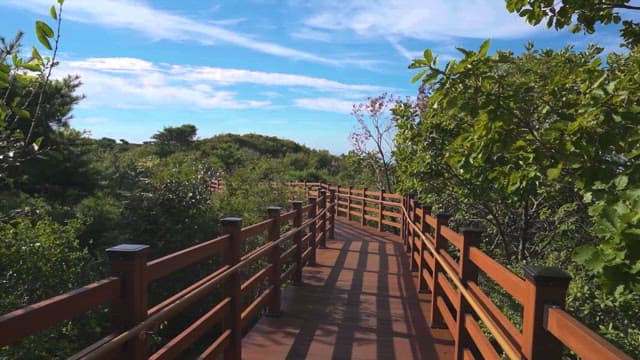 Serene Walkway Surrounded by Lush Greenery