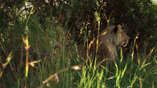 Lioness hidden among the lush greenery