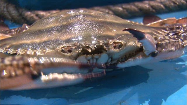 Close up of a crab caught on a boat