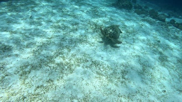 Sea turtle swimming on the ocean floor