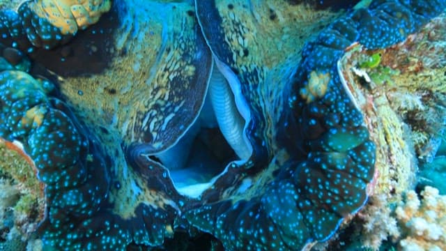 Giant clam on the sea floor