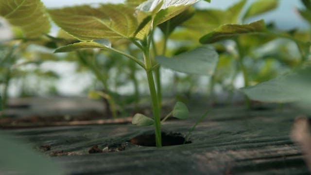Fresh perilla leaves thriving in a greenhouse