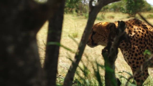 Cheetahs Resting Under the Shade of a Tree in the Grassland