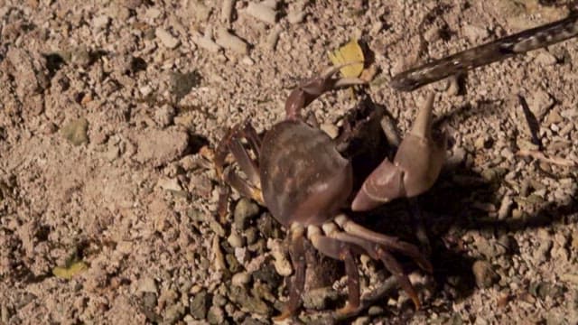 Coconut crab on a sandy beach