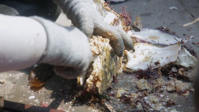 Opening an fresh oyster to reveal its contents