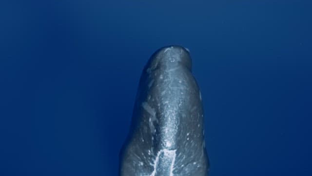 Sperm whale releasing bubbles underwater