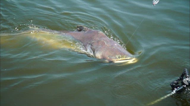 Large fish being caught in a net