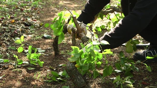 A person pruning branches on the ground in a sunny garden