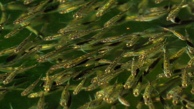 Swarm of small fish swimming in clear water