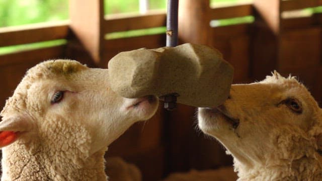 Sheep licking mineral blocks for nutrient intake