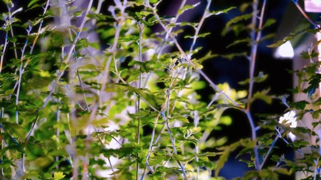 Green leaves illuminated by light