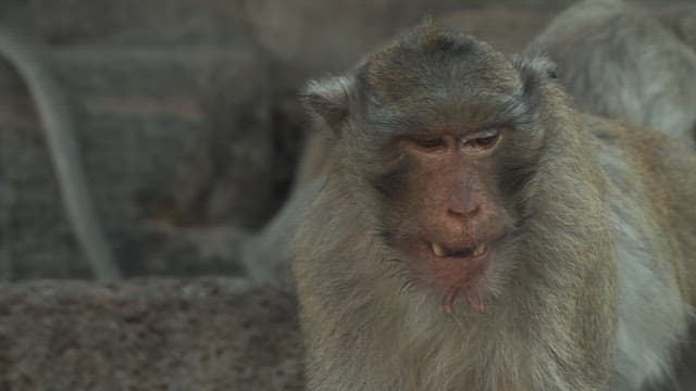 Monkey Sitting on a Rock and Looking Around