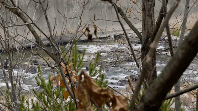 Fast-flowing river seen through leafless trees