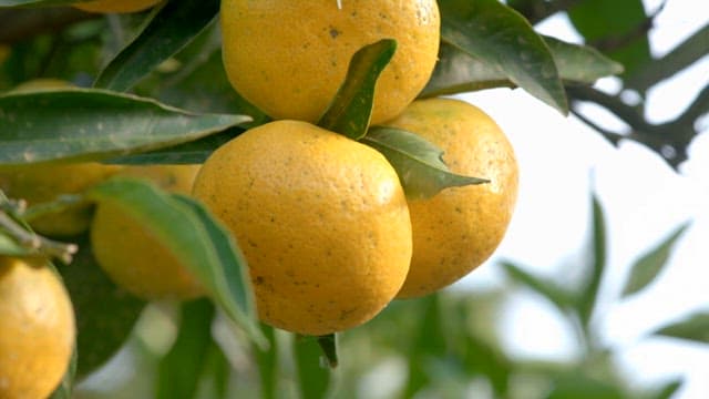 Fresh green leaves and tangerines hanging on orchard trees