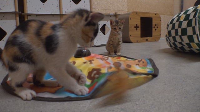 Kittens playing with a colorful interactive toy indoors