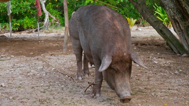 Pig tied under a tree in a rural area