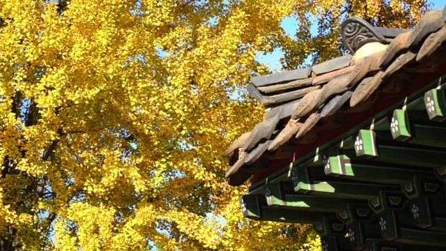 Roofs of traditional Korean architecture and golden ginkgo trees