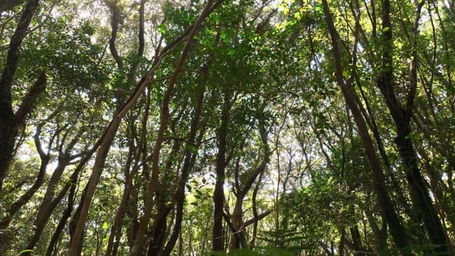 Sunlight filtering through dense forest trees