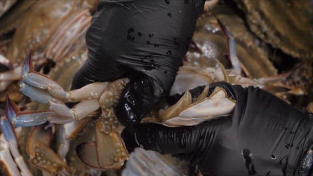 Inspecting fresh crabs with gloved hands