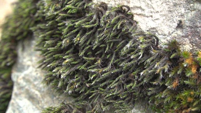 Detailed Texture of Moss on a Rocky Surface